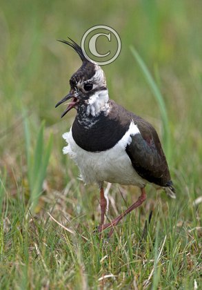  Lapwing DM1677